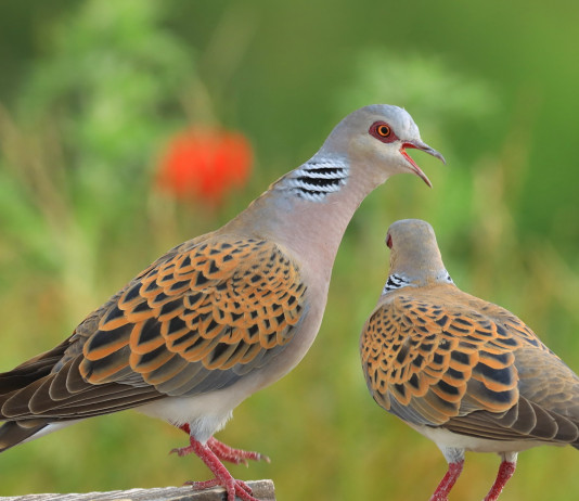 Federcaccia contro il divieto di caccia alla tortora Federcaccia contro il divieto di caccia alla tortora: due tortore