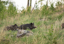 Firmata l’ordinanza 2/2024 sulla peste suina africana: ok all’autoconsumo della carne Firmata l’ordinanza 2/2024 sulla peste suina africana: ok all’autoconsumo della carne: tre cinghiali nella foresta