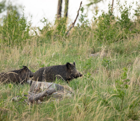 Firmata l’ordinanza 2/2024 sulla peste suina africana: ok all’autoconsumo della carne Firmata l’ordinanza 2/2024 sulla peste suina africana: ok all’autoconsumo della carne: tre cinghiali nella foresta