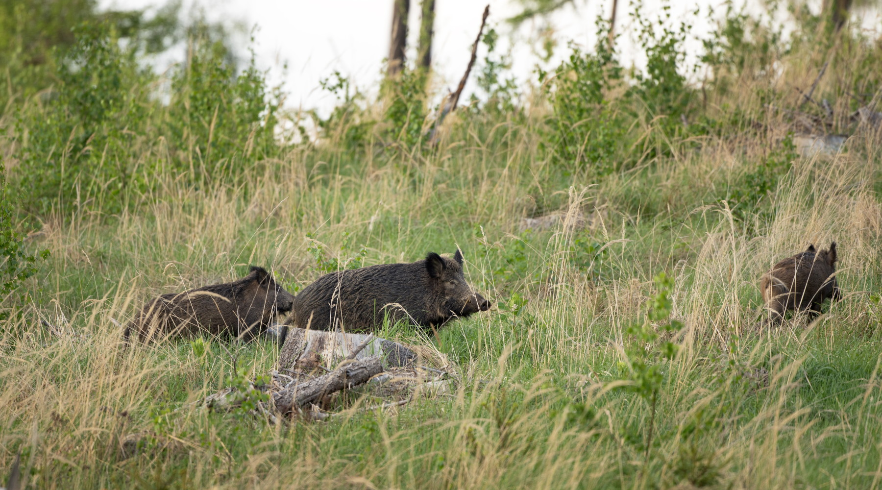Firmata l’ordinanza 2/2024 sulla peste suina africana: ok all’autoconsumo della carne Firmata l’ordinanza 2/2024 sulla peste suina africana: ok all’autoconsumo della carne: tre cinghiali nella foresta