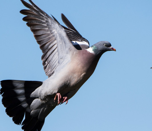 I dettagli del calendario venatorio della Liguria 2024/2025 I dettagli del calendario venatorio della Liguria 2024/2025: colombaccio (columba palumbus) in volo