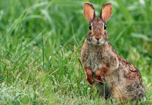 La Fidc Brescia svela il parere dell’Ispra sul calendario venatorio della Lombardia La Fidc Brescia svela il parere dell’Ispra sul calendario venatorio della Lombardia