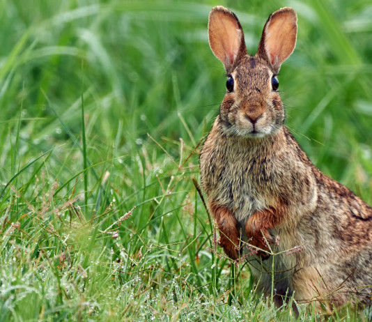 La Fidc Brescia svela il parere dell’Ispra sul calendario venatorio della Lombardia La Fidc Brescia svela il parere dell’Ispra sul calendario venatorio della Lombardia