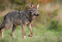 La conservazione della fauna tra scienza e società La conservazione della fauna tra scienza e società: lupo
