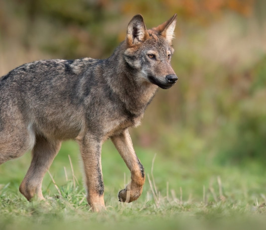La conservazione della fauna tra scienza e società La conservazione della fauna tra scienza e società: lupo