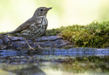 Monitoraggio della migratoria, Federcaccia chiede investimenti al governo Monitoraggio della migratoria, Federcaccia chiede investimenti al governo: tordo bottaccio