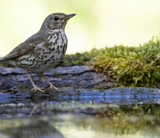 Monitoraggio della migratoria, Federcaccia chiede investimenti al governo Monitoraggio della migratoria, Federcaccia chiede investimenti al governo: tordo bottaccio