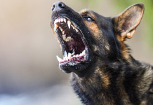 Morsi letali: rabbia, una zoonosi incurabile Morsi letali: rabbia, una zoonosi incurabile