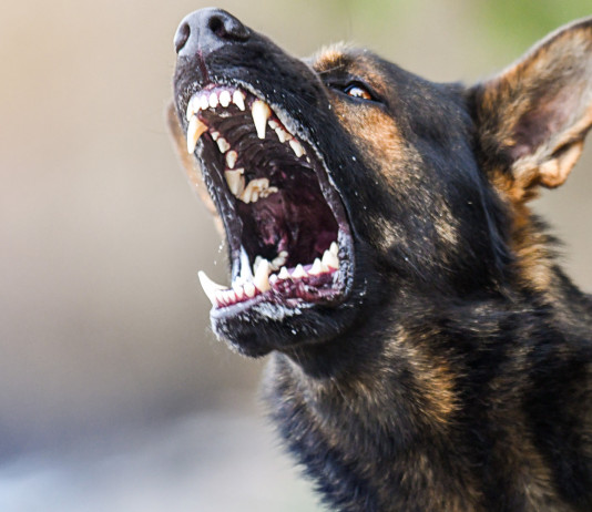 Morsi letali: rabbia, una zoonosi incurabile Morsi letali: rabbia, una zoonosi incurabile