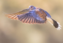 Preadottato il calendario venatorio dell’Umbria 2024/2025 Preadottato il calendario venatorio dell’Umbria 2024/2025: tortora in volo