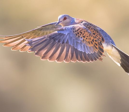 Preadottato il calendario venatorio dell’Umbria 2024/2025 Preadottato il calendario venatorio dell’Umbria 2024/2025: tortora in volo