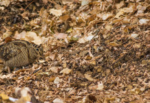 Prende forma il calendario venatorio dell’Emilia Romagna 2024/2025 Prende forma il calendario venatorio dell’Emilia Romagna 2024/2025: beccaccia