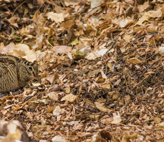 Prende forma il calendario venatorio dell’Emilia Romagna 2024/2025 Prende forma il calendario venatorio dell’Emilia Romagna 2024/2025: beccaccia