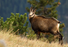 Priorità per l’assegnazione degli abbattimenti in selezione, la sentenza del Tar Priorità per l’assegnazione degli abbattimenti, la sentenza del Tar: camoscio col mantello estivo
