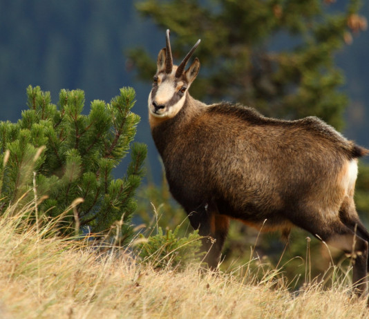 Priorità per l’assegnazione degli abbattimenti in selezione, la sentenza del Tar Priorità per l’assegnazione degli abbattimenti, la sentenza del Tar: camoscio col mantello estivo