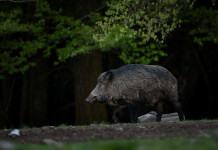 Quanti i cinghiali da abbattere in Toscana nel 2024/2025? Quanti i cinghiali da abbattere in Toscana nel 2024/2025? cinghiale di notte con piccoli