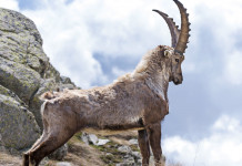 Respinta mozione della Lega sulla caccia allo stambecco Respinta mozione della Lega per la caccia allo stambecco