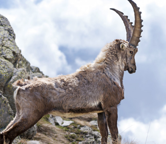 Respinta mozione della Lega sulla caccia allo stambecco Respinta mozione della Lega per la caccia allo stambecco