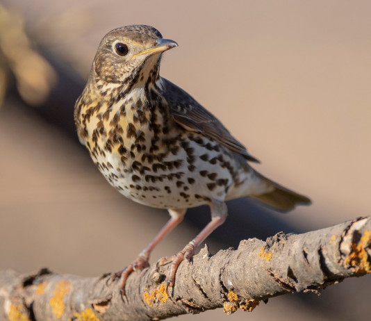 Richiami vivi in Lombardia, interpellanza 5 Stelle al governo Richiami vivi in Lombardia, interpellanza 5 Stelle al governo: tordo bottaccio (turdus philomelos, song thrush)