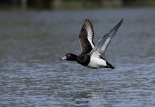 Soddisfazione delle associazioni venatorie per il calendario venatorio delle Marche Soddisfazione delle associazioni venatorie per il calendario venatorio delle Marche: moretta, Aythya fuligula