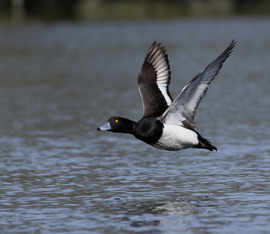 Soddisfazione delle associazioni venatorie per il calendario venatorio delle Marche Soddisfazione delle associazioni venatorie per il calendario venatorio delle Marche: moretta, Aythya fuligula
