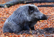 Umbria, possibili modifiche alla bozza di calendario venatorio Umbria, possibili modifiche alla bozza di calendario venatorio: cinghiale tra le foglie
