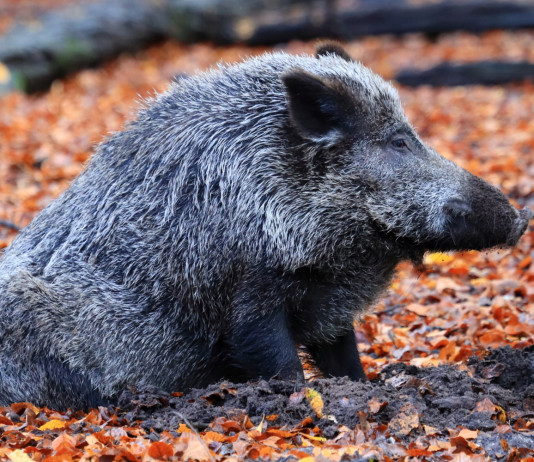 Umbria, possibili modifiche alla bozza di calendario venatorio Umbria, possibili modifiche alla bozza di calendario venatorio: cinghiale tra le foglie