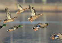 Migratoria: focus sul germano reale germano reale focus