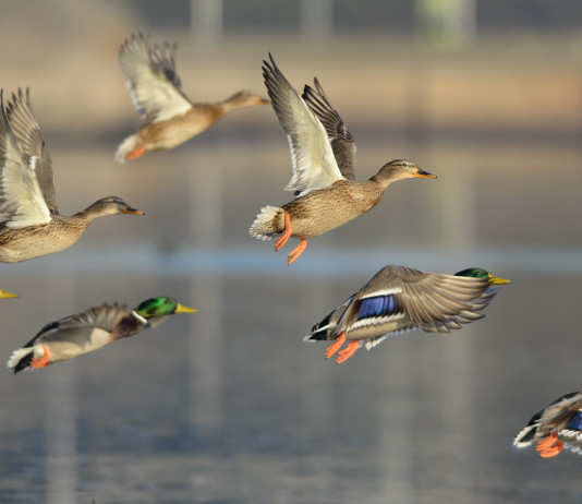 Migratoria: focus sul germano reale germano reale focus