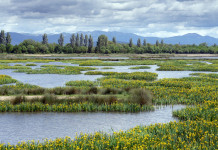 Adottata legge sul ripristino della natura Adottata legge sul ripristino della natura: torbiera (wetland)