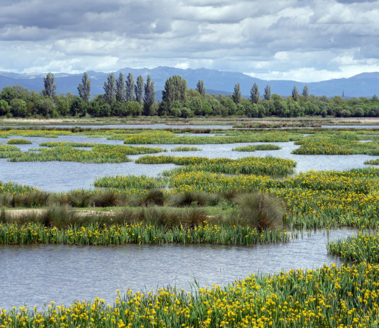 Adottata legge sul ripristino della natura Adottata legge sul ripristino della natura: torbiera (wetland)