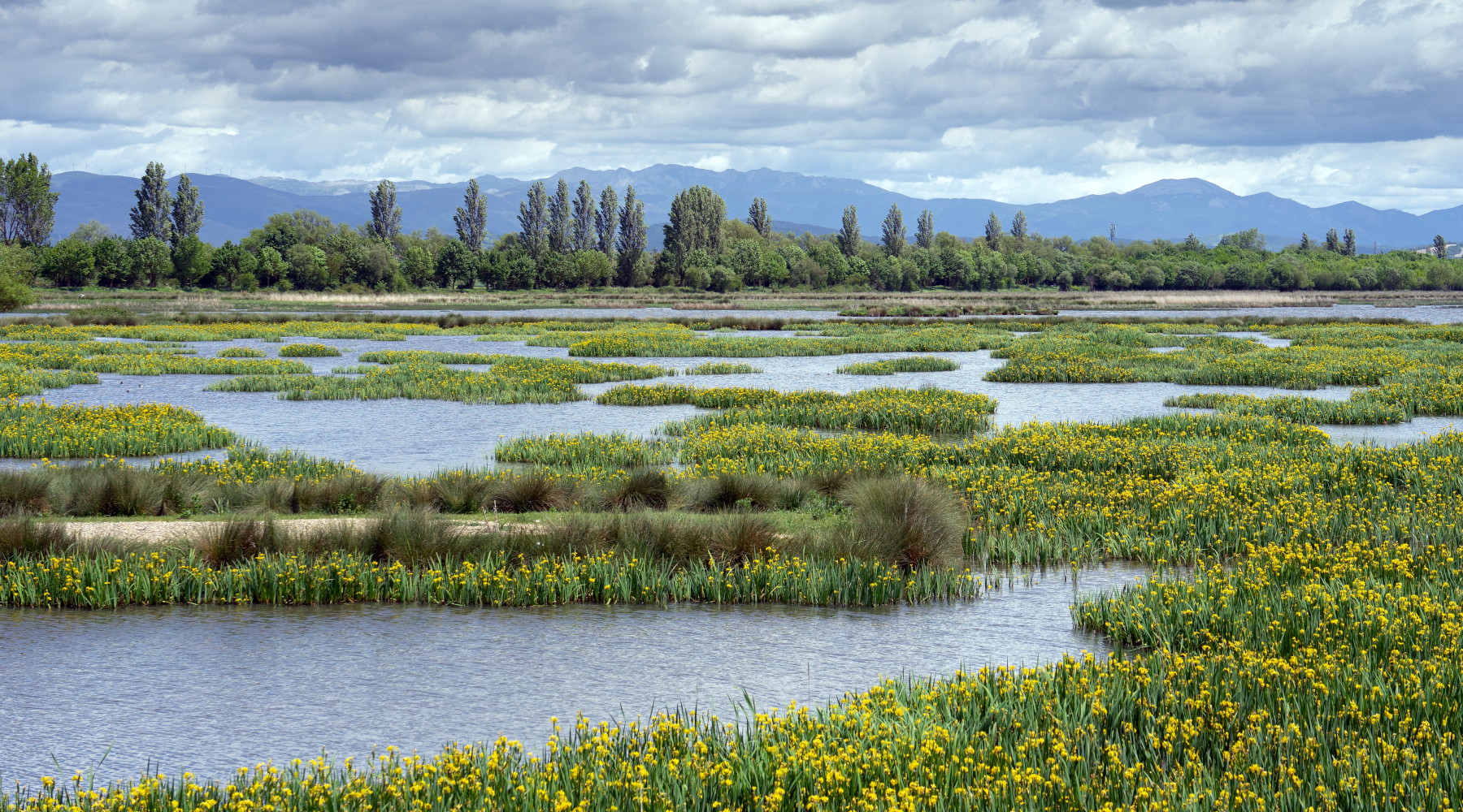 Adottata legge sul ripristino della natura Adottata legge sul ripristino della natura: torbiera (wetland)