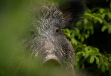 Aggiornata la legge regionale sulla caccia nelle Marche Aggiornata la legge regionale sulla caccia nelle Marche: cinghiale