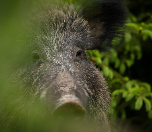 Aggiornata la legge regionale sulla caccia nelle Marche Aggiornata la legge regionale sulla caccia nelle Marche: cinghiale