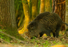 Approvati calendario e piano per la caccia di selezione al cinghiale nelle Marche Approvati calendario e contingenti per la caccia di selezione cinghiale nelle Marche