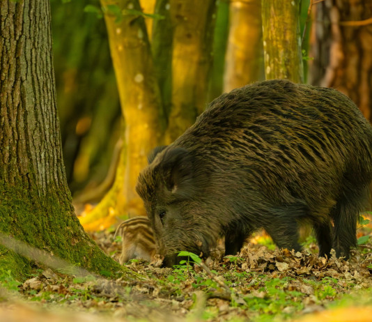 Approvati calendario e piano per la caccia di selezione al cinghiale nelle Marche Approvati calendario e contingenti per la caccia di selezione cinghiale nelle Marche