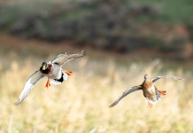 Approvato il calendario venatorio del Veneto 2024/2025 Approvato il calendario venatorio del Veneto 2024/2025: due germani reali in volo