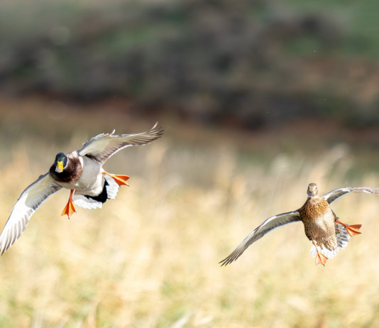 Approvato il calendario venatorio del Veneto 2024/2025 Approvato il calendario venatorio del Veneto 2024/2025: due germani reali in volo