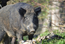 Approvato nuovo regolamento ungulati in Emilia Romagna Approvato nuovo regolamento ungulati in Emilia Romagna: cinghiale