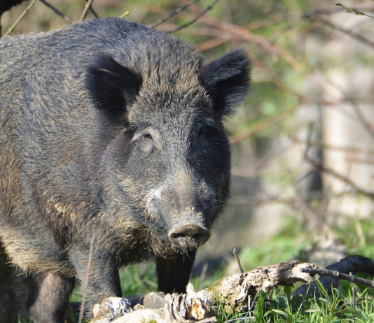 Approvato nuovo regolamento ungulati in Emilia Romagna Approvato nuovo regolamento ungulati in Emilia Romagna: cinghiale