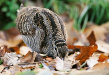 Assemblea Fanbpo 2024: il punto sulla beccaccia Assemblea Fanbpo 2024: il punto sulla beccaccia