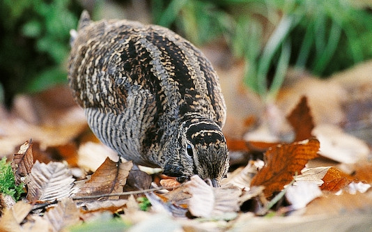 Assemblea Fanbpo 2024: il punto sulla beccaccia Assemblea Fanbpo 2024: il punto sulla beccaccia