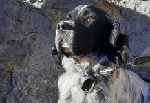 Beccacce che Passione: in edicola il nuovo numero Beccacce che Passione in edicola il nuovo numero