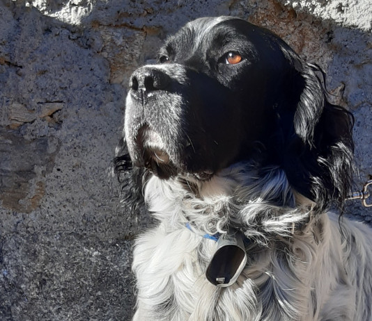 Beccacce che Passione: in edicola il nuovo numero Beccacce che Passione in edicola il nuovo numero