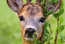 Caccia Magazine luglio 2024 in edicola Caccia Magazine luglio 2024 in edicola