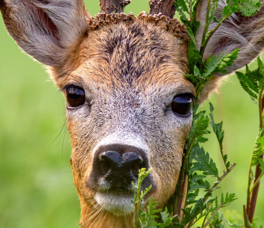 Caccia Magazine luglio 2024 in edicola Caccia Magazine luglio 2024 in edicola