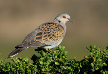 Calendario venatorio dell’Abruzzo, incontro giunta-associazioni Calendario venatorio dell’Abruzzo, incontro giunta-associazioni: tortora