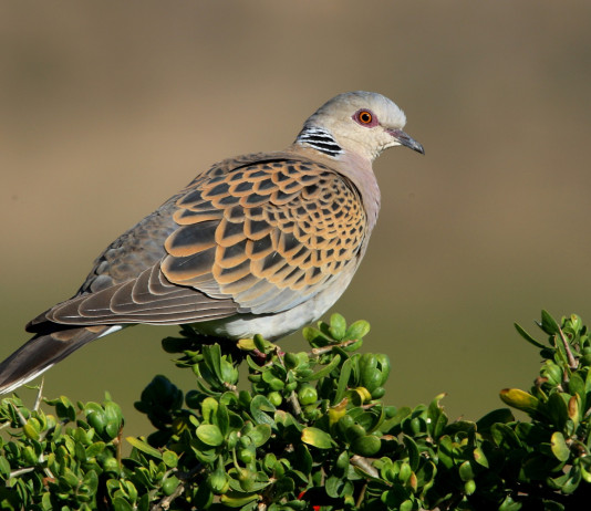 Calendario venatorio dell’Abruzzo, incontro giunta-associazioni Calendario venatorio dell’Abruzzo, incontro giunta-associazioni: tortora