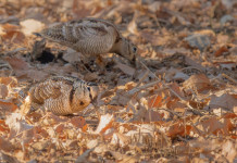 Calendario venatorio dell’Emilia Romagna – Il riepilogo Calendario venatorio dell’Emilia Romagna - Il riepilogo: due beccacce tra le foglie autunnali