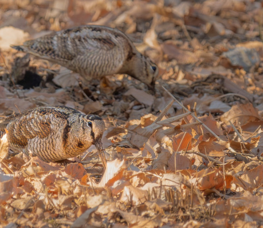 Calendario venatorio dell’Emilia Romagna – Il riepilogo Calendario venatorio dell’Emilia Romagna - Il riepilogo: due beccacce tra le foglie autunnali